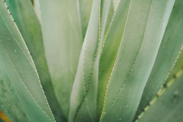 aloe